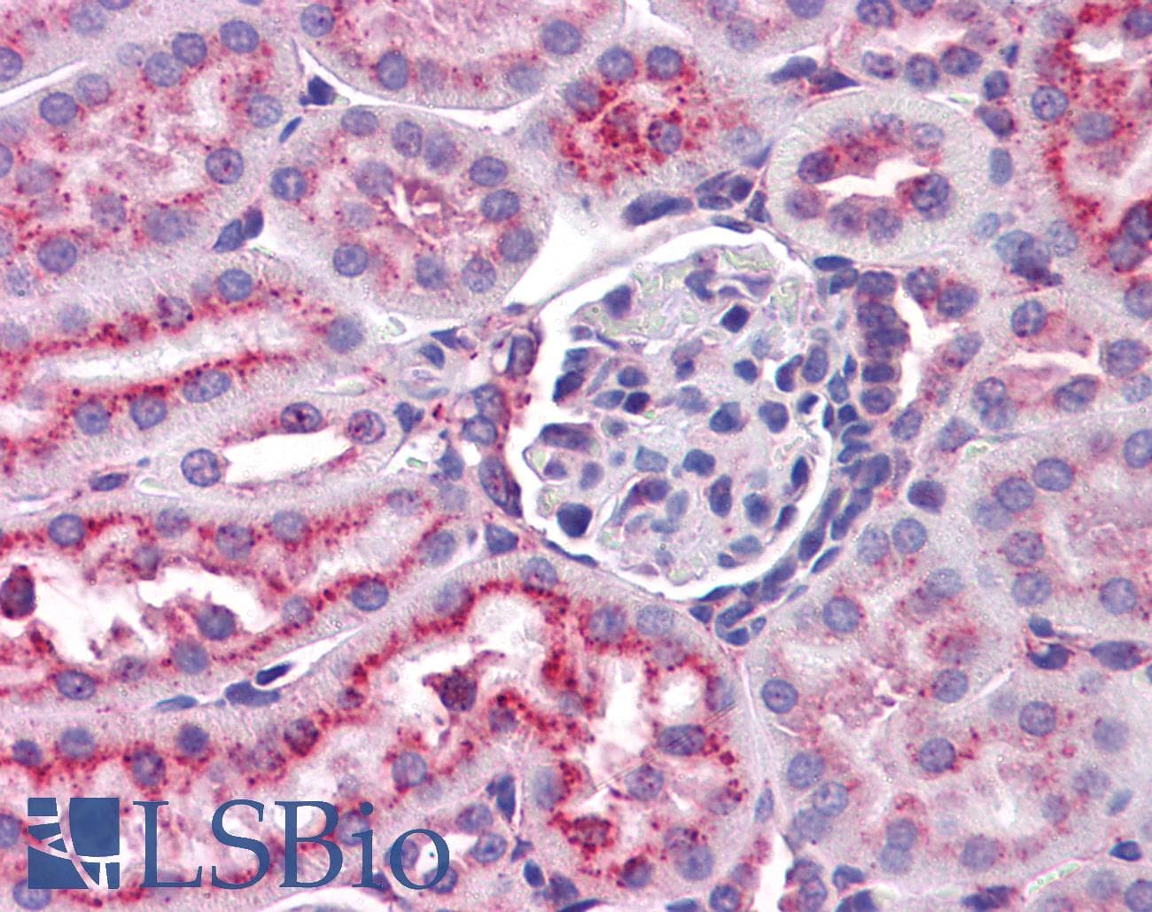 IHC-plus™ LAMP2 / CD107b Antibody (FITC)