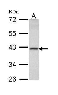 Polyclonal Rabbit anti-Human DEDD Antibody (aa129-223, WB)