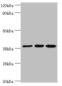Polyclonal Rabbit anti-Human GLRX3 / Glutaredoxin 3 Antibody (aa1-335, IHC, WB)