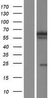 BANP Protein (Over-Expression Lysate Myc-DDK (Flag))