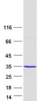 Human AUH Protein (Recombinant Myc-DDK (Flag))