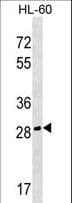CGREF1 Antibody (aa266-292)