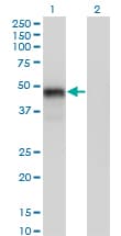 GATA3 Antibody (clone 1C1)