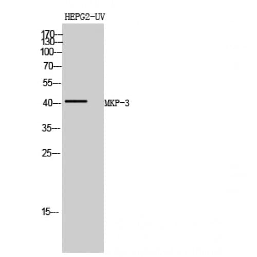 DUSP6 / MKP3 Antibody (30-110 aa, Internal)
