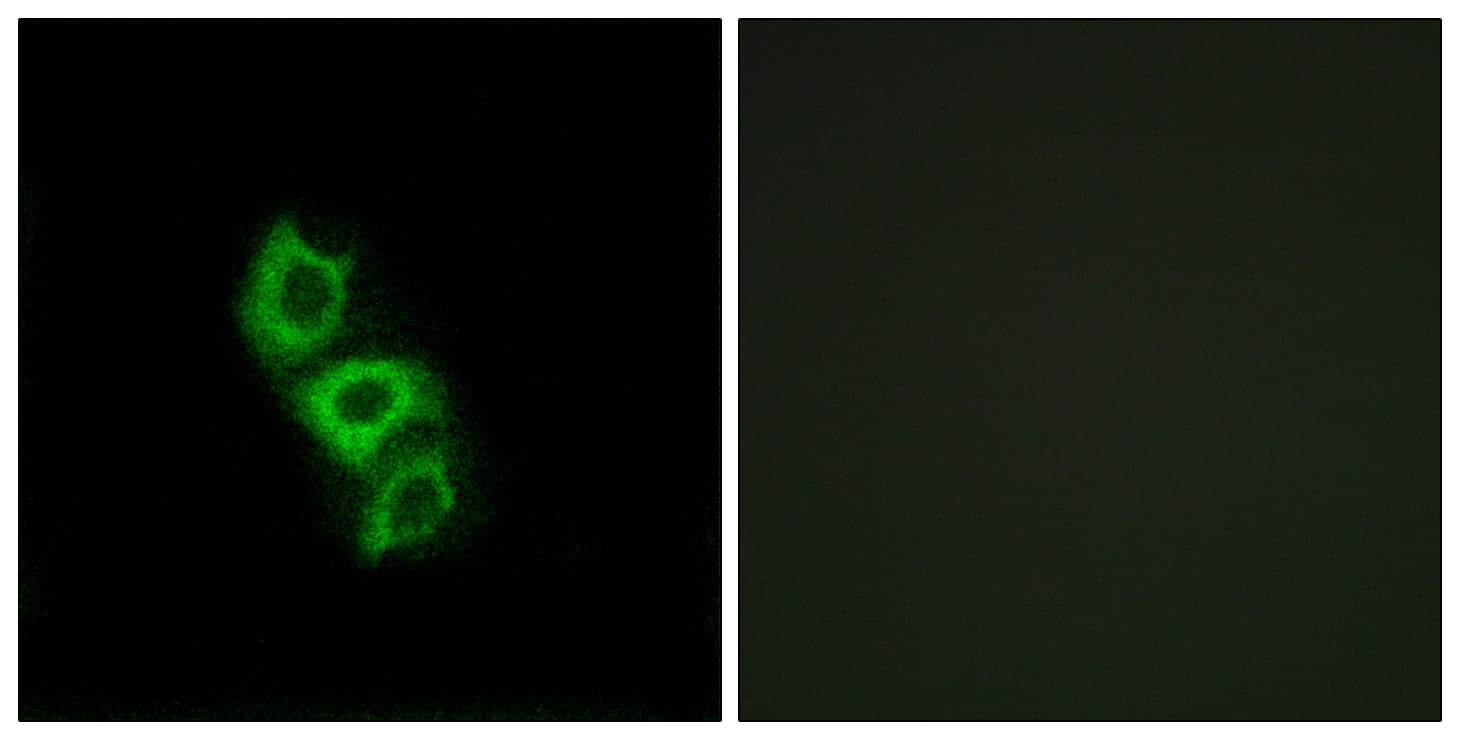 APOL5 / Apolipoprotein L 5 Antibody (aa384-433)