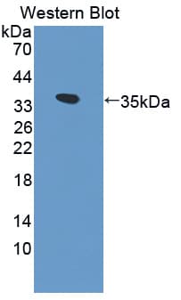 FRK Antibody (aa234-491)