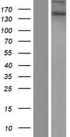 RIC1 / KIAA1432 Protein (Over-Expression Lysate Myc-DDK (Flag))