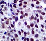SOX10 Antibody