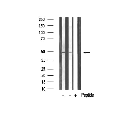 Polyclonal Rabbit anti-Human NEUROD2 Antibody (IF, WB)