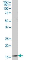 TAF12 Antibody (clone 1E10)