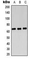 PODXL2 / Endoglycan Antibody (Internal)