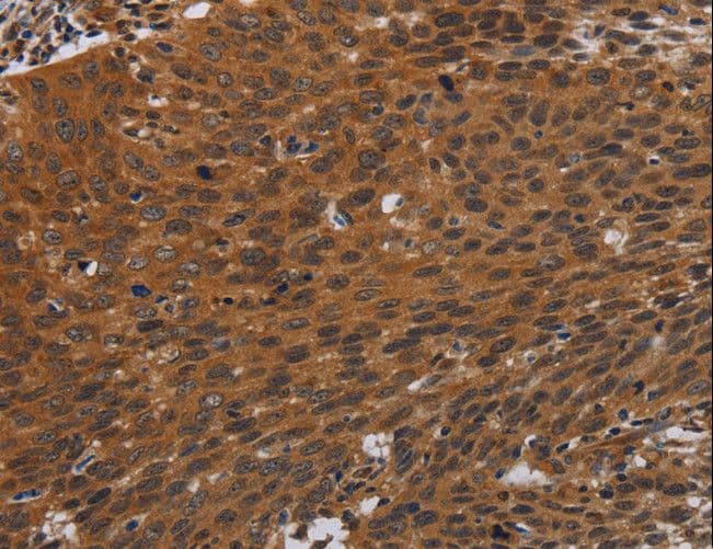 PNOC / Nociceptin Antibody