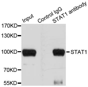 STAT1 Antibody