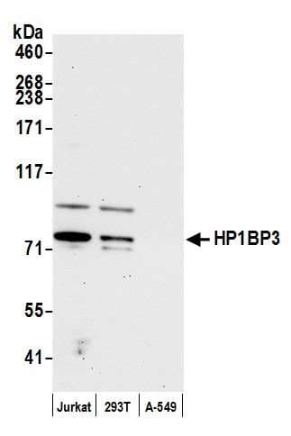 HP1BP3 Antibody (aa503-553)