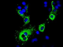 CISD1 Antibody (clone OTI3A1, Carrier-free)