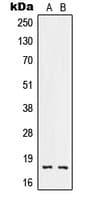 RNASE3 Antibody (C-Terminus)