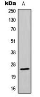 MRPL13 Antibody (C-Terminus)
