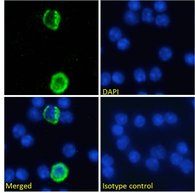 TNFSF18 / GITRL Antibody (GITRL, clone YGL386)