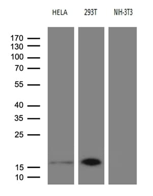 p16INK4a / CDKN2A Antibody (clone OTI4E11, Carrier-free)