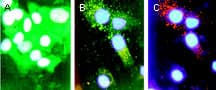 BAD Antibody