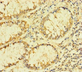 FAU / Fub1 Antibody