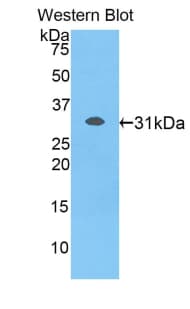 MFGE8 /Lactadherin Antibody (aa159-417, Biotin)