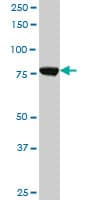 Monoclonal Mouse anti-Human CPSF3 / CPSF Antibody (clone 1H8, WB)