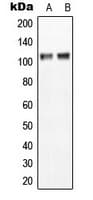 ANO7 / TMEM16G / NGEP Antibody (C-Terminus)
