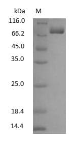 ART1 /CD296 Protein (Native)