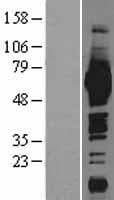 ME1 / Malate Dehydrogenase Protein (Over-Expression Lysate Myc-DDK (Flag))