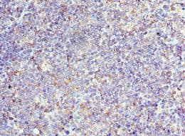 CD6 Antibody (aa424-668)
