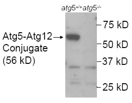IHC-plus™ APG5 / ATG5 Antibody (aa1-50)