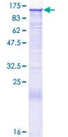 Human PLEKHG2 Protein (Recombinant GST)