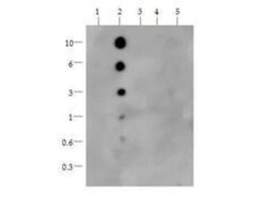 HIST3H3 Antibody (Me-Lys36)