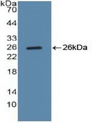 CCNB1 / Cyclin B1 Antibody (aa239-433)