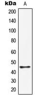HORMAD1 Antibody (C-Terminus)