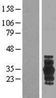 PRRG3 / TMG3 Protein (Over-Expression Lysate Myc-DDK (Flag))