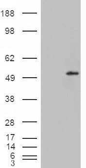 STEAP4 Antibody (aa441-456)