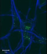 Polyclonal Rabbit anti-Human GABARAP Antibody (aa1-30, IHC, IF, WB)