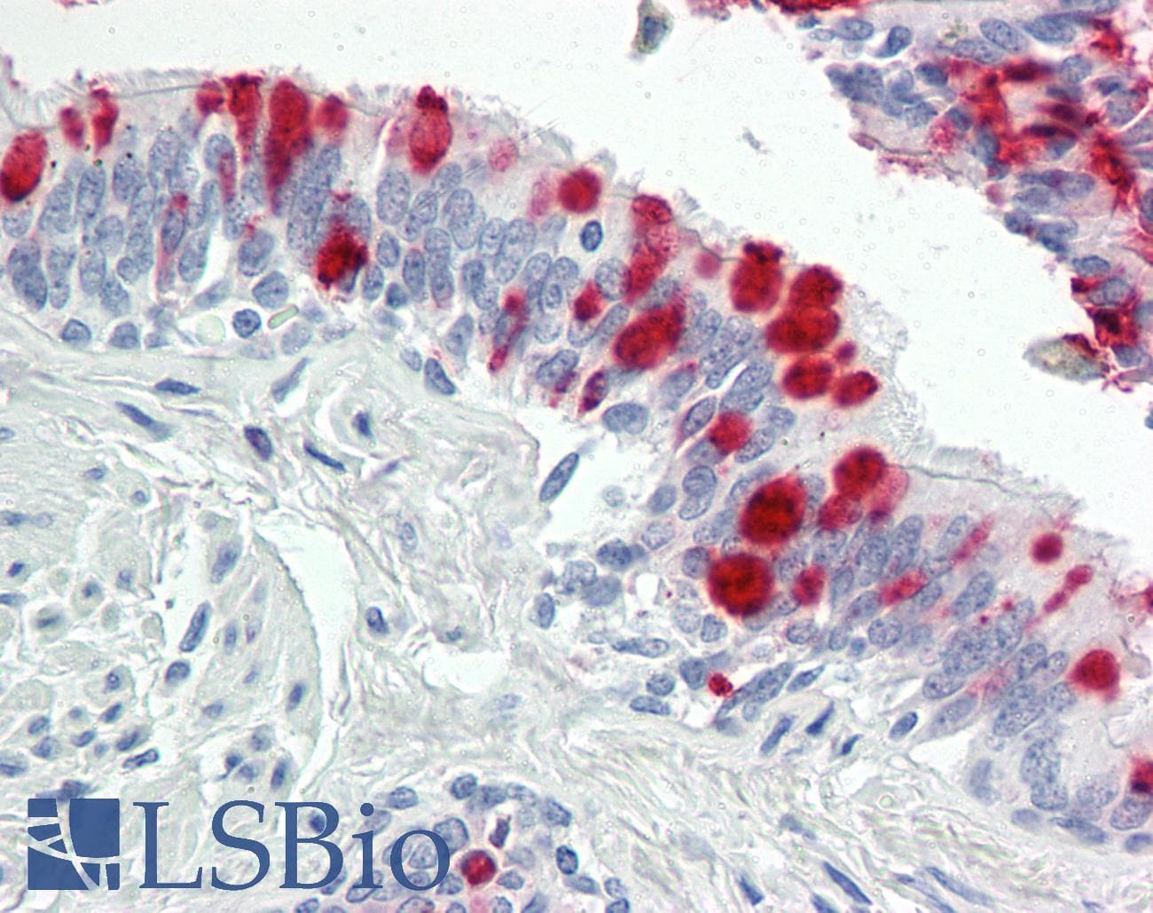 IHC-plus™ USP36 Antibody (aa501-550)