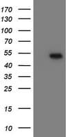 Monoclonal Mouse anti-Human MRPS27 Antibody (clone OTI2B10, WB)
