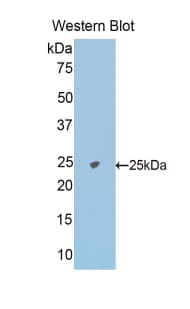 NAGA Antibody (aa18-217, PE)