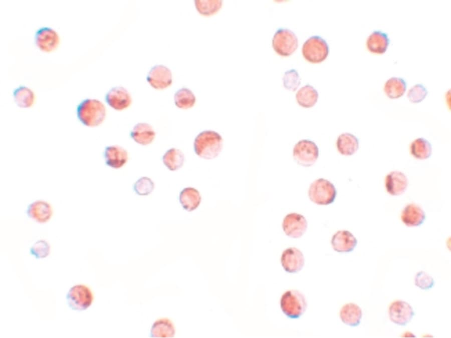 Polyclonal Rabbit anti-Human KPNA1 / Importin Alpha 5 Antibody (IF, WB)
