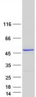 Human ATXN10 / SCA10 Protein (Recombinant Myc-DDK (Flag))