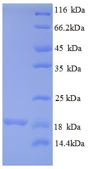 Human MRPL54 Protein (Recombinant His)