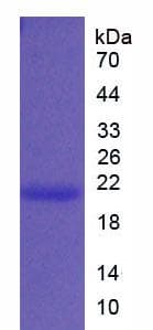 Pig IL-1B / IL-1 Beta Protein (Recombinant His)