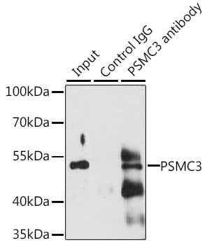 PSMC3 Antibody