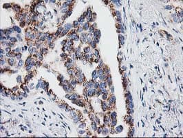 IRF6 Antibody (clone OTI2A12)