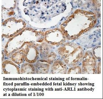 ARL1 Antibody (aa2-181)