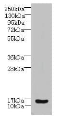 ZNRD1 Antibody (aa1-126)
